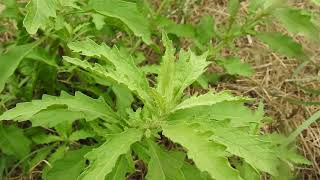 Dysphania ambrosioides Chenopodium ambrosioides wormseed Jesuits tea Mexicanteaepazote [upl. by Atsyrt]