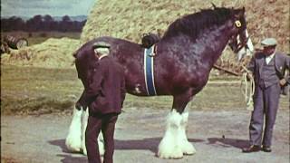 Edge of Extinction  Clydesdale Saving the Greatest Horse [upl. by Ecahc]