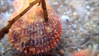 Variegated scallop swimming [upl. by Quincy]