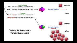 Carcinogenesis Oncogenes Tumor suppressor genes [upl. by Flannery]