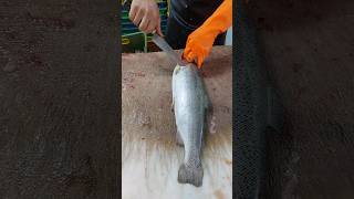 Asia technique  How to fillet a whole salmon [upl. by Armat888]