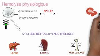 Comprendre lanémie hémolytique en 10 min [upl. by Llibyc117]