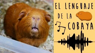 🎶 EL LENGUAJE DEL COBAYA  CUYO 🐹 SONIDOS y COMPORTAMIENTOS de los COBAYAS  CUYOS y su SIGNIFICADO [upl. by Jayson549]