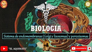 Biología Sistema de endomembranas Aparato de Golgi Lisosomas y Peroxisomas [upl. by Netram642]