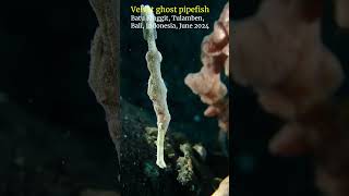 Velvet ghost pipefish tulamben bali scubadiving [upl. by Cita]