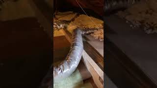 Attic Insulation Replacement  Cleaning amp Restoration Service  Versa Tech PM [upl. by Aienahs823]