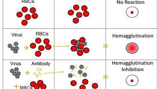 Viral haemagglutination [upl. by Basile]