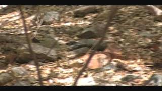 Fantailed Warbler in Madera CanyonSE AZMay 27 2011 [upl. by Welsh]