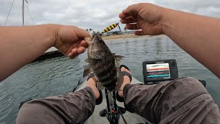 Fishing San Diego Bay  Homerun Trifecta With Stellarbaits [upl. by Refanej]