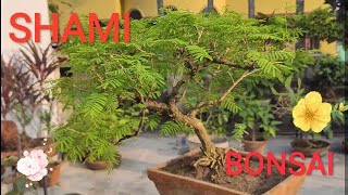 Bonsai of Shami Prosopis cineraria plant [upl. by Hardi538]