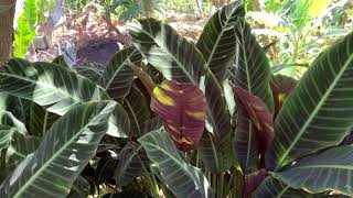 HUGE Calathea Zebrina in Puerto Rico Lares [upl. by Rachaba]