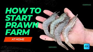 How To Start PRAWN FARMING At HOME For HIGH PROFIT  Shrimp Farming Guide  Things you need to know [upl. by Ahsiuqram]