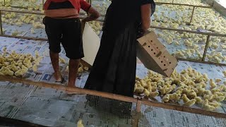 day 1 to day 40 poultry grow details ll Niranjan poultry farm ll first day chicks full details [upl. by Neelhtac8]