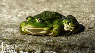 Edible Frog Video  Frog found across Europe that is also known as the Common Frog [upl. by Sad]