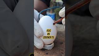 220volt Current VS Egg Amazing Science Experiment shorts [upl. by Lynett]