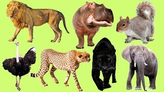 Los Animales africanos para niños  Aprender Animales africanos  El Sonido de los Animales [upl. by Llenet663]