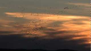 Des Grenouilles sur le toit migrer avec les grues bandeannonce [upl. by Notsua]