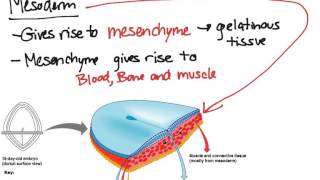 Embryonic Tissues [upl. by Frodina]