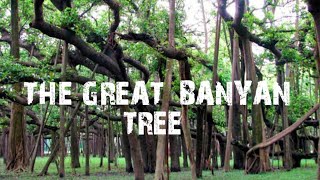 World Widest Banyan Tree  Shibpur Botanical Garden  Short Trail [upl. by Guendolen]