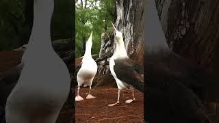 Laysan albatross courtship dance birds nature shorts [upl. by Teage]