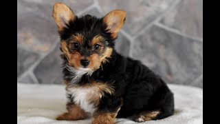 Yorkshire Terrier Puppies for Sale [upl. by Ociredef744]