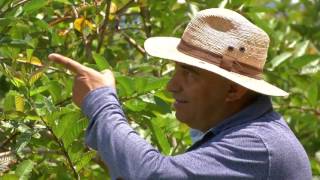 Agricultura al Día  Plaga Gusano Anillador cultivo de guayaba [upl. by Rayburn843]