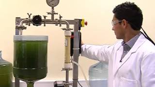 Michael Gerardo Swansea University  membrane filtration harvesting microalgae [upl. by Leak]