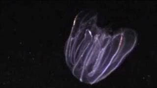 Lobate Ctenophore in Bocas del Toro [upl. by Breban903]