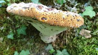 Le Polypore Larmoyant Pseudoinonotus Dryadeus [upl. by Yeldar]