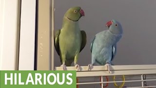 Parakeet brothers engage in full length conversation [upl. by Mencher]