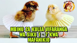 Uleaji Wa Vifaranga Siku ya 1  7 Hatua kwa Hatua Hatua zote Muhimu Kuzifahamu [upl. by Olrak872]