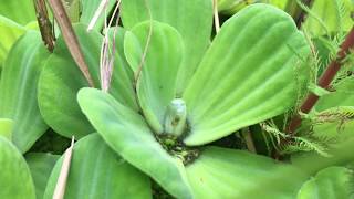 Watersla Pistia stratiotes  20180812 [upl. by Adlai813]