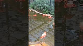 Pink Flamingos in the park shortsfeed shortvideo shorts short flamengo animals birds [upl. by Zwiebel942]