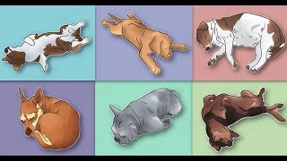 5 Posiciones Que Tu Perro Adopta Al Dormir Y Su Significado [upl. by Leisha]