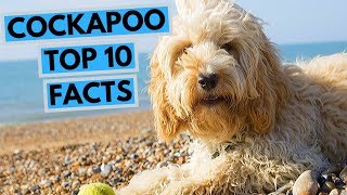 Cockapoo  TOP 10 Interesting Facts [upl. by O'Callaghan]