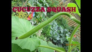 Cucuzza Squash The Secret of the plant [upl. by Barbara]