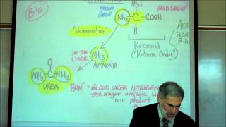 PHYSIOLOGY CELLULAR RESPIRATION PART 2 by Professor Fink [upl. by Yenor]