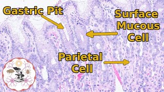 Stomach Histology  From Schematic to Slide [upl. by Enelez136]