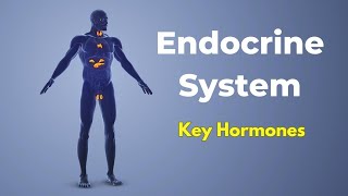 The Endocrine System and Its Key Hormones appsychology psychology endocrinesystem hormones [upl. by Ahsilak528]