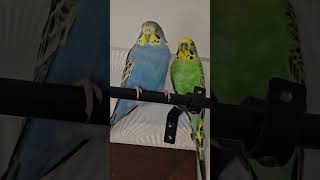 Safest Place fypシ゚viral budgies birds shortvideos youtubeshorts trendingshorts fyp [upl. by Stella]