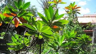 Gordonia lasianthus Loblolly Bay [upl. by Spada]