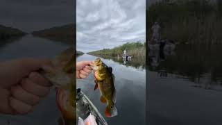 Fishing Everglades Holiday Park for Peacock Bass Gheenoe Suoer 16 powered by Yamaha 40hp woot woot [upl. by Bein]