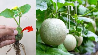 Best skills How to grow Cantaloupes tree from cantaloupe fruit in pot [upl. by Noivert]