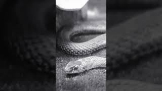 Elongated Snake ecosystemstudies [upl. by Thomey]