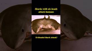 23 Sharks with Six Heads Attack Humansshorts [upl. by Lepper477]