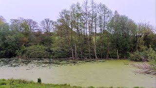 5 minutes of peace at Warmley Forest Pond [upl. by Valdes]