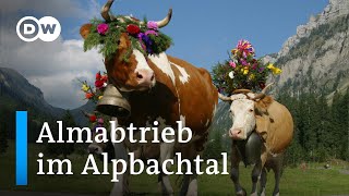 Almabtrieb im Alpbachtal  DW Reporter [upl. by Obaza]