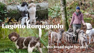 Is Lagotto Romagnolo right for you [upl. by Ursulette]