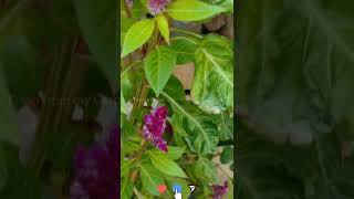 How to grow Celosia flowers in ur garden without buying seeds every year  Celosia flowers shorts [upl. by Seravaj]