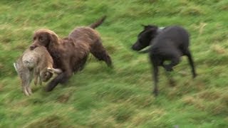 Ferreting rabbits with every dog weve got [upl. by Adiam358]